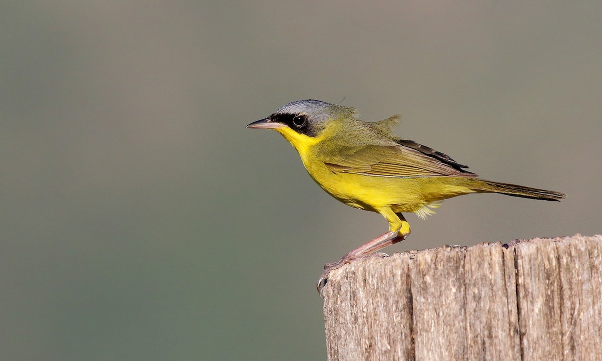Southern Yellowthroat - ML645545871
