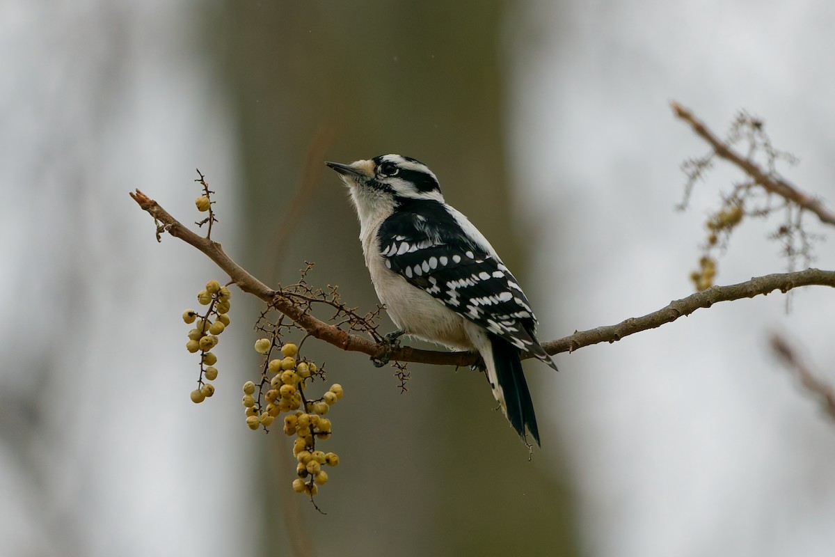Downy Woodpecker - ML645545875