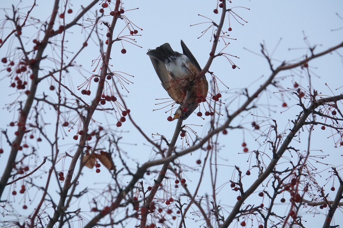 American Robin - ML645545877