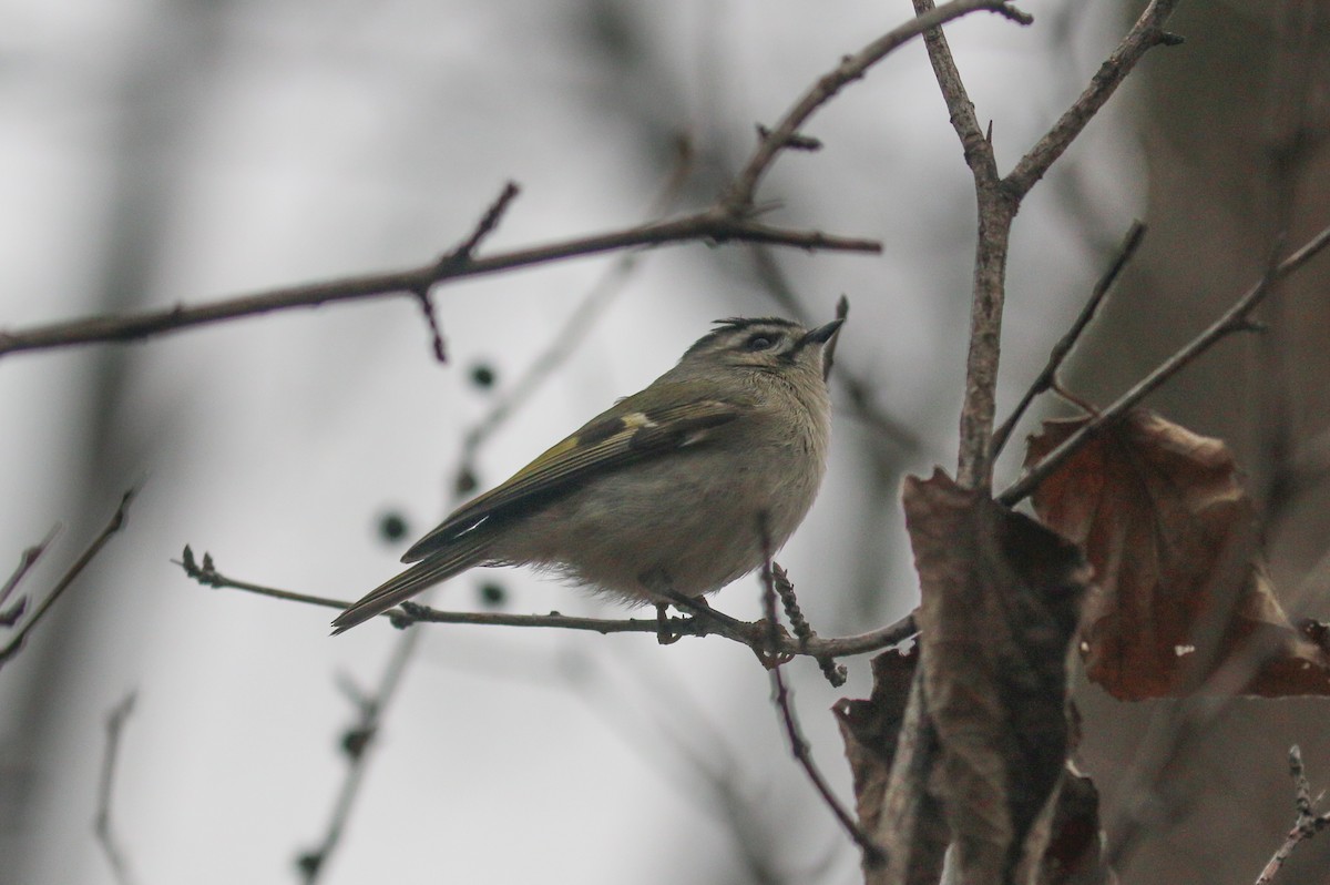 Golden-crowned Kinglet - ML645545878