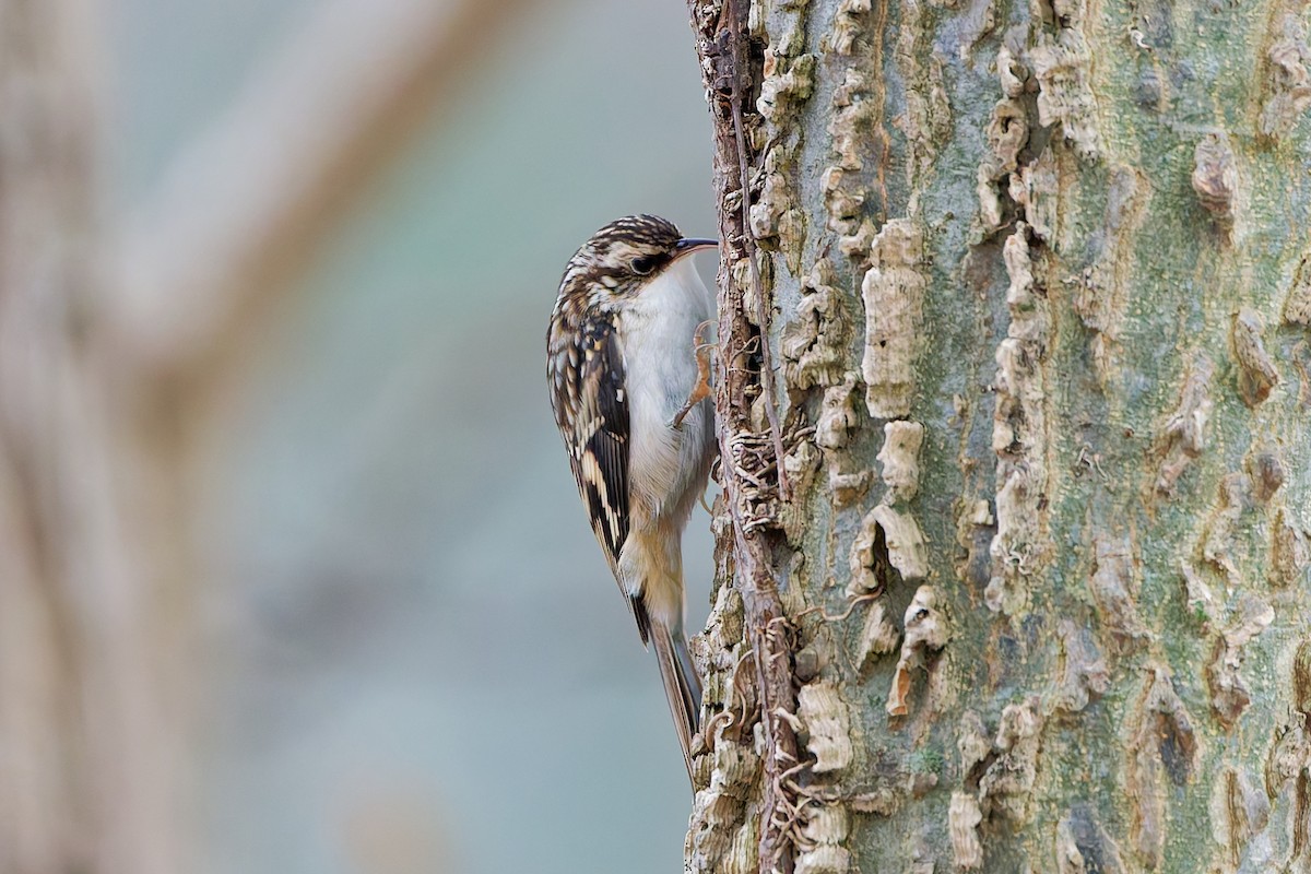 Brown Creeper - ML645545879