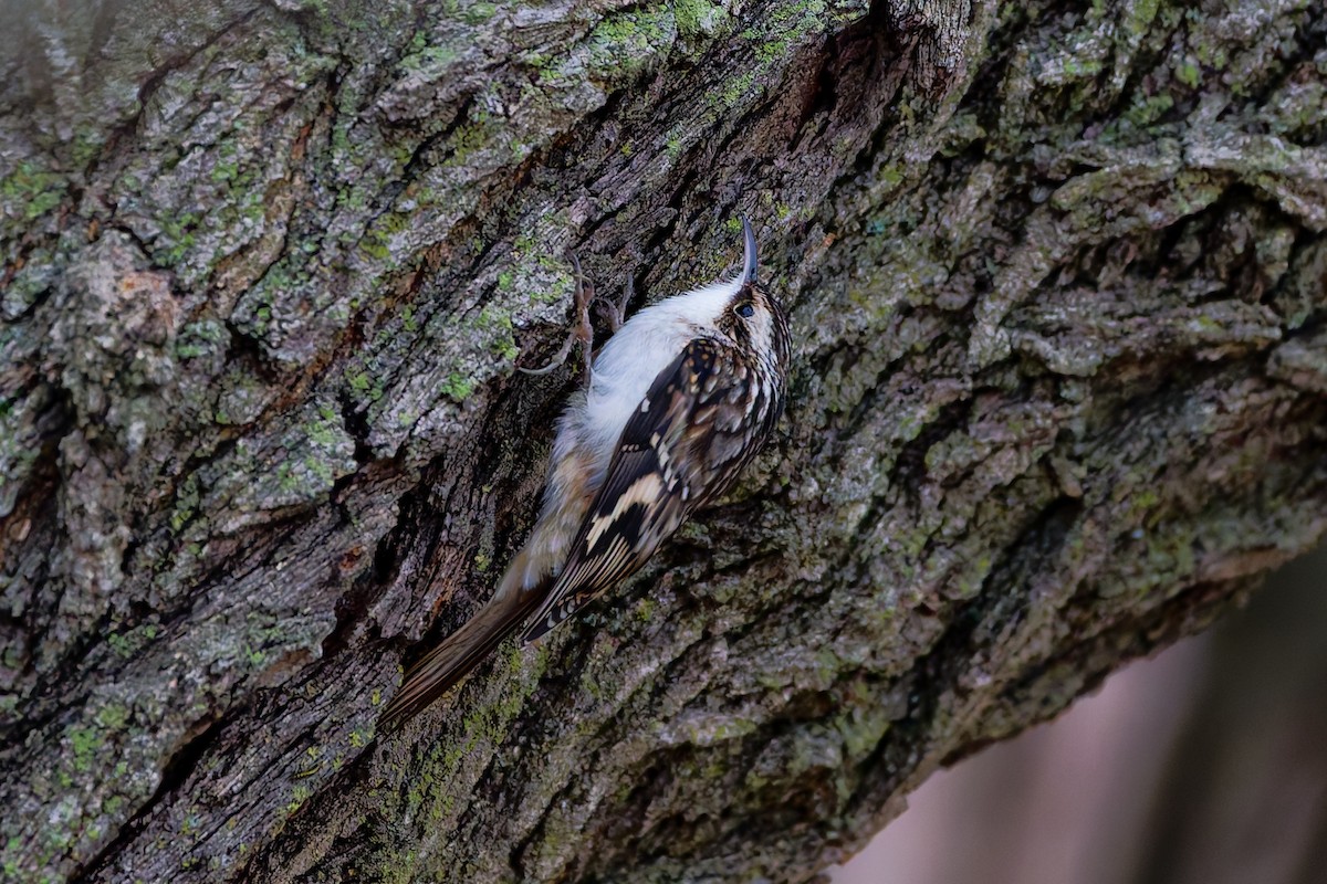Brown Creeper - ML645545880