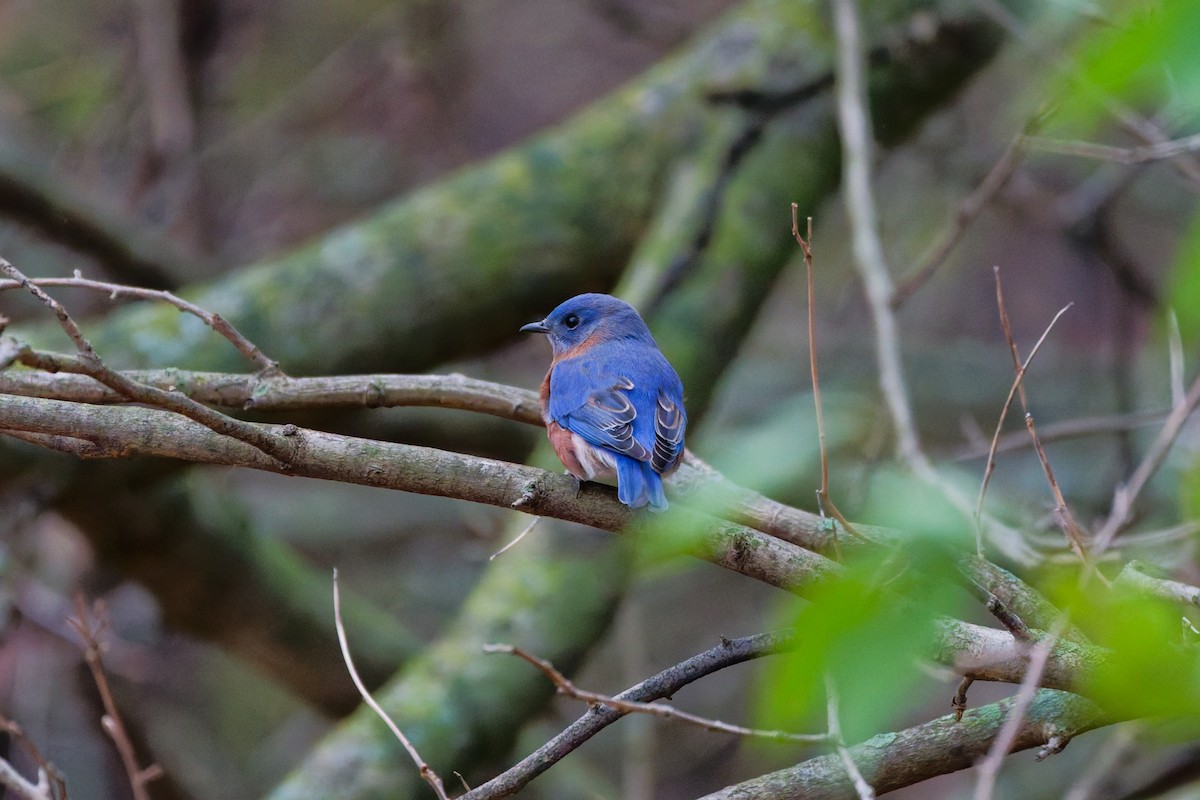 Eastern Bluebird - ML645545882