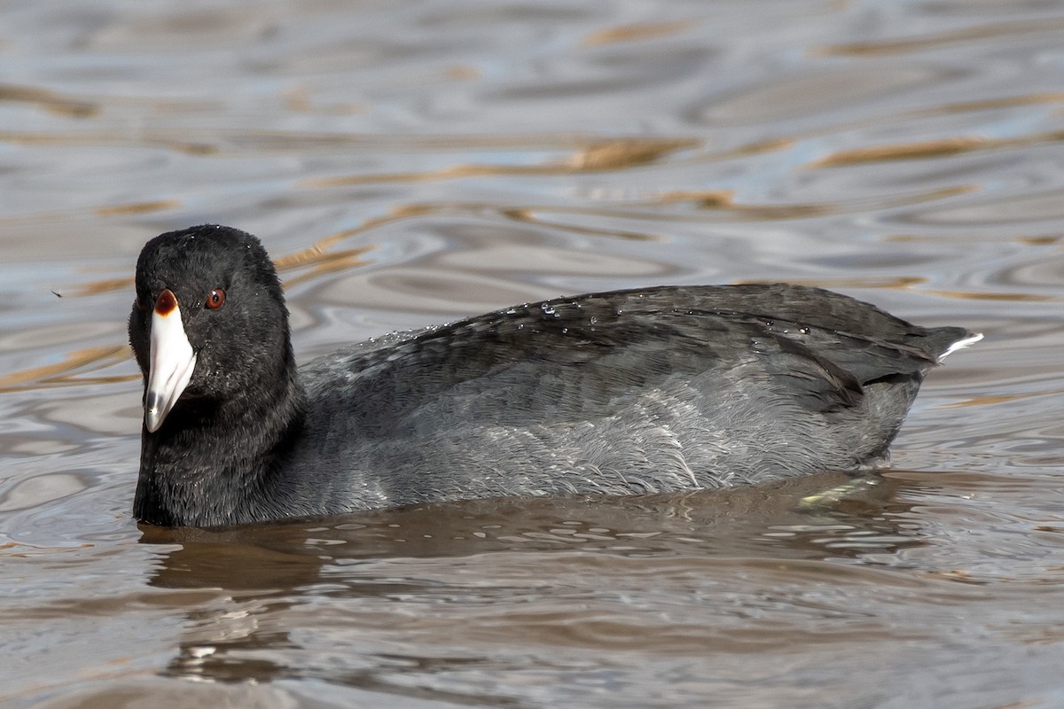 American Coot - ML645545884