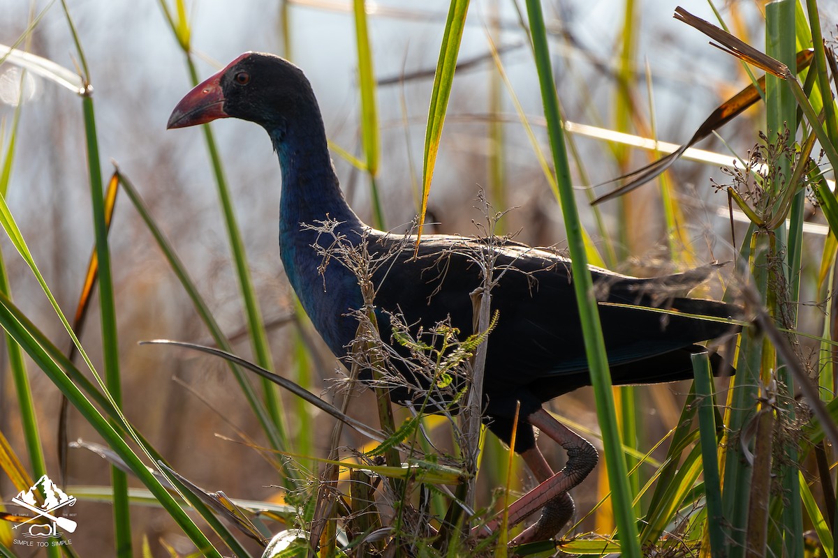 Black-backed Swamphen - ML645545897