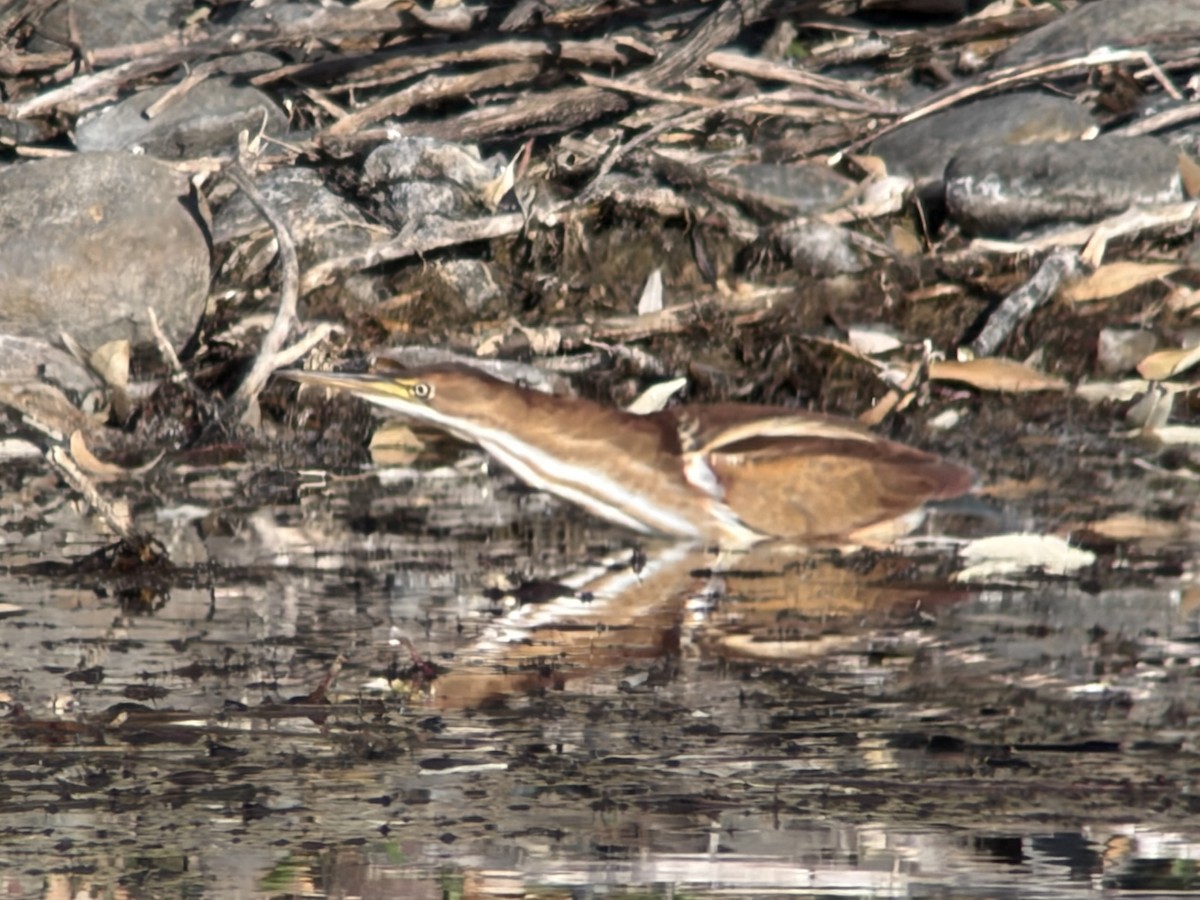 コヨシゴイ - ML645545899