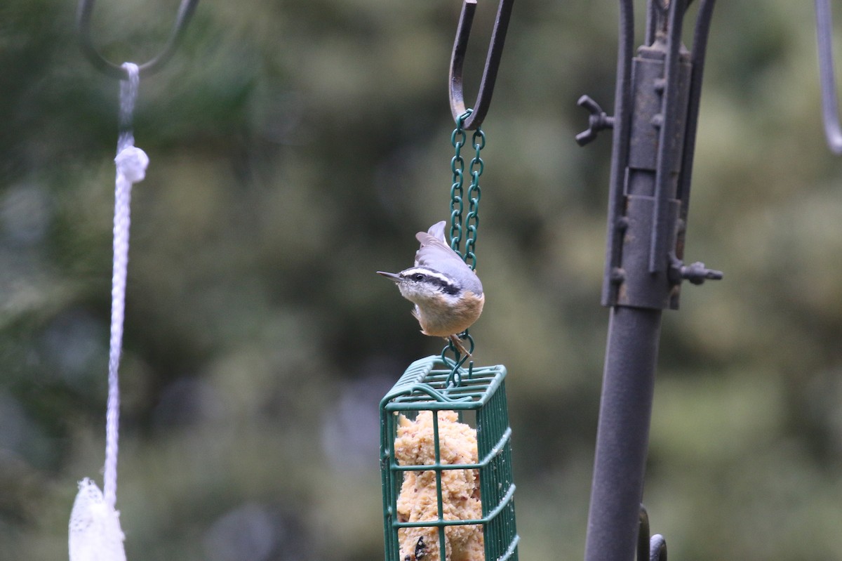 Red-breasted Nuthatch - ML645545904