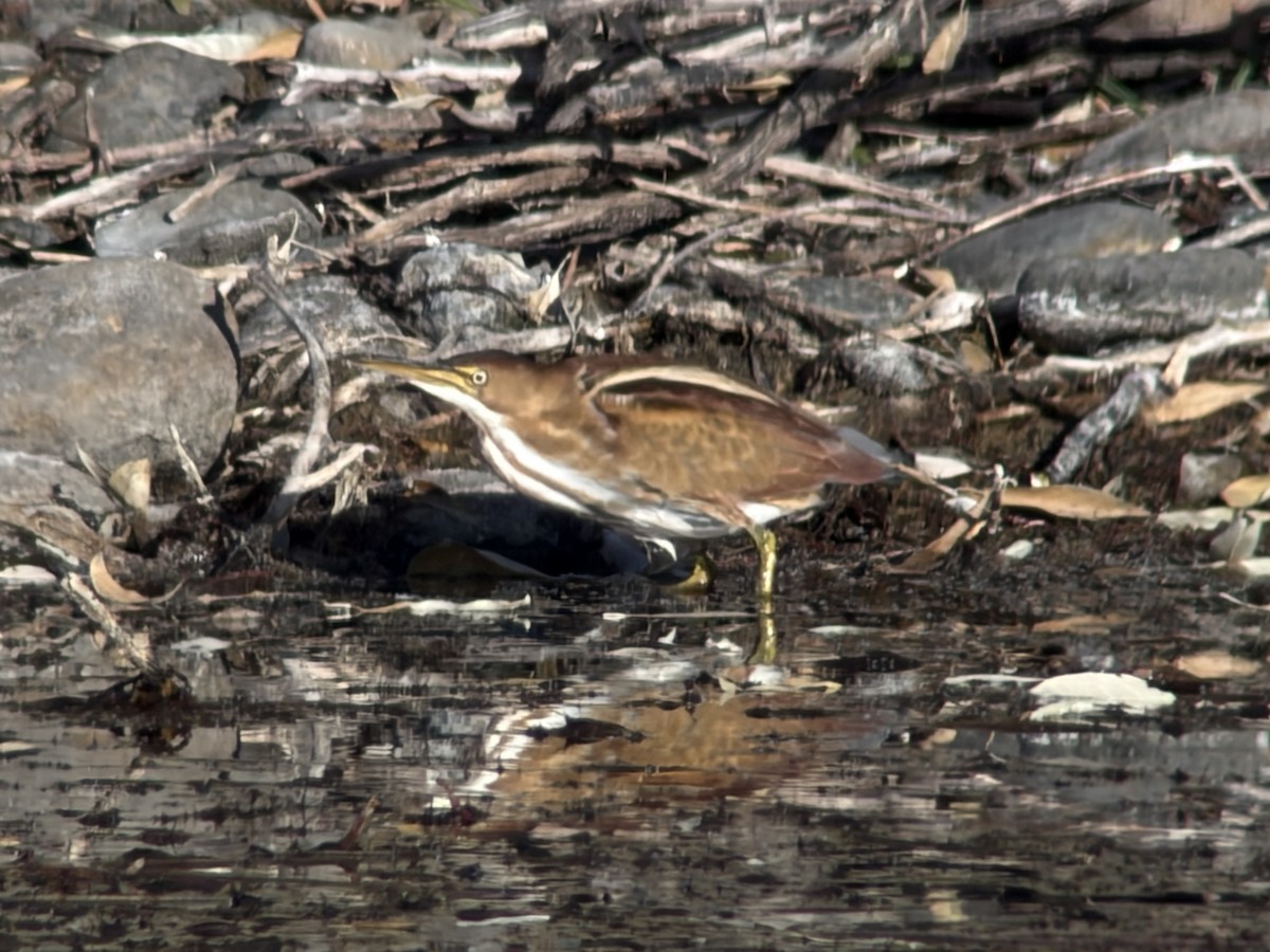 コヨシゴイ - ML645545906