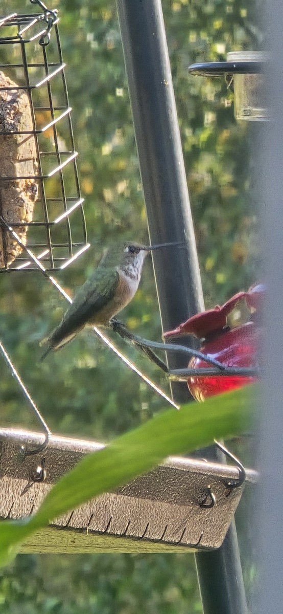 Rufous Hummingbird - ML645545913