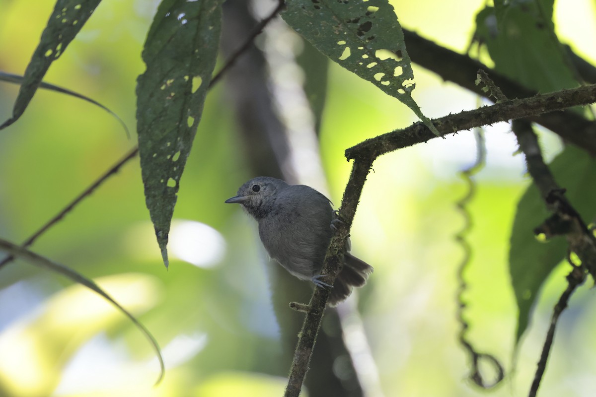 Unicolored Antwren - ML645545916