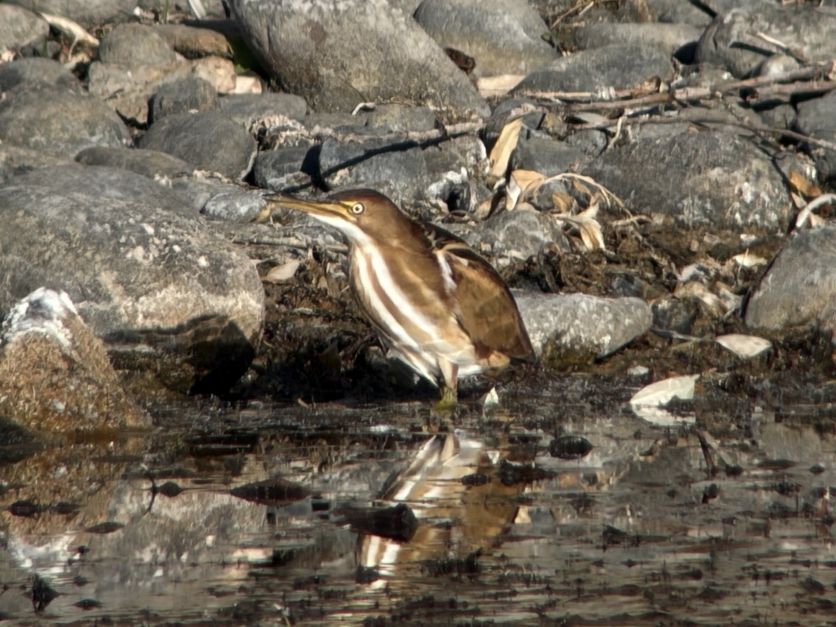 コヨシゴイ - ML645545917