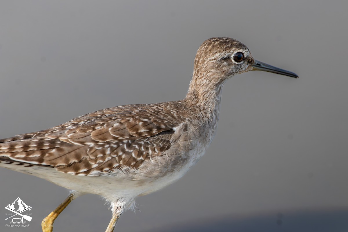 vodouš bahenní - ML645545921