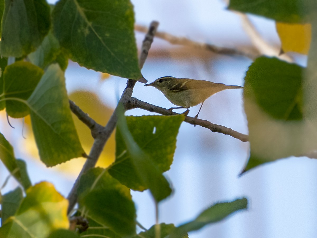 黃眉柳鶯 - ML645545922