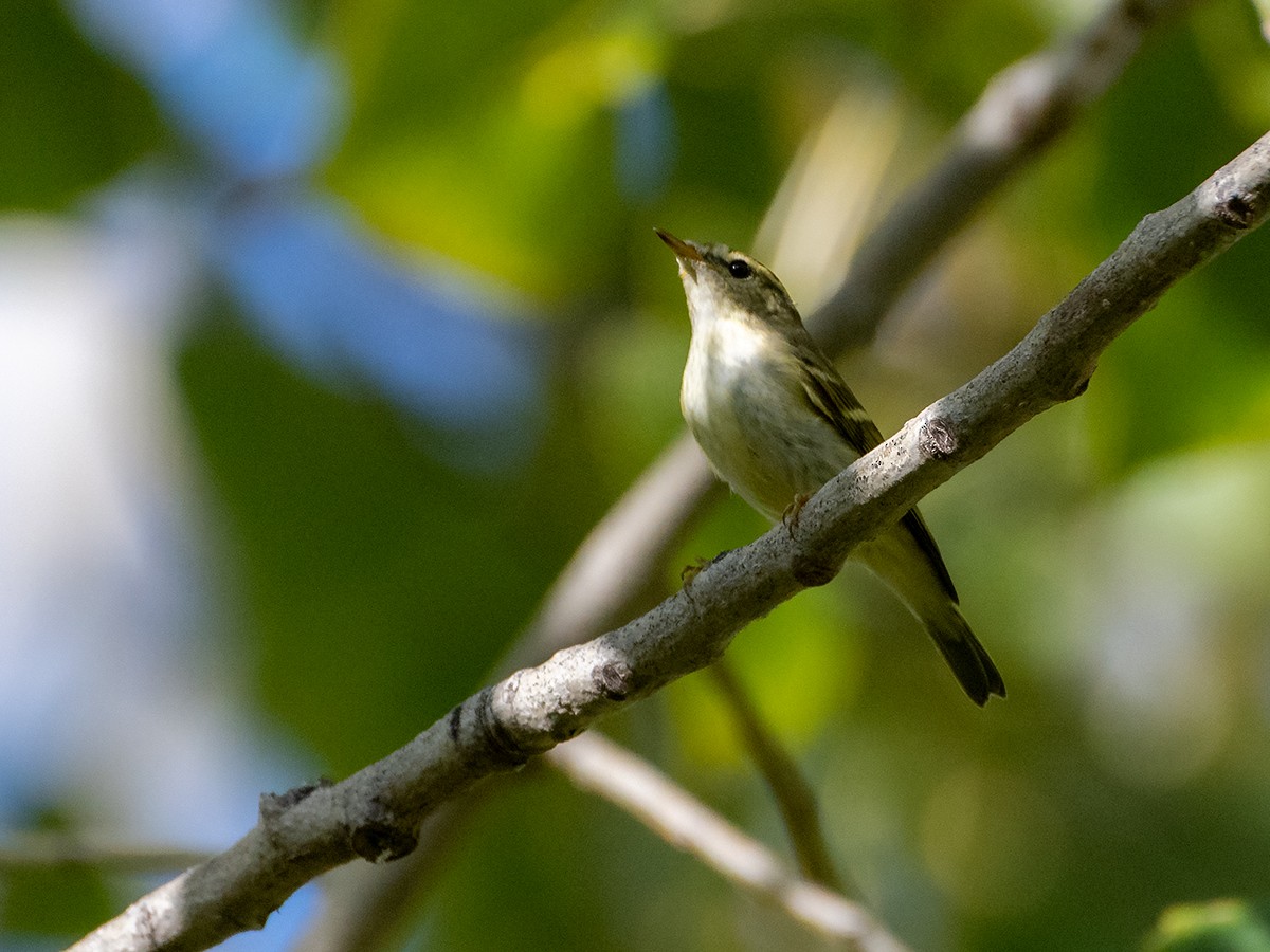 黃眉柳鶯 - ML645545923