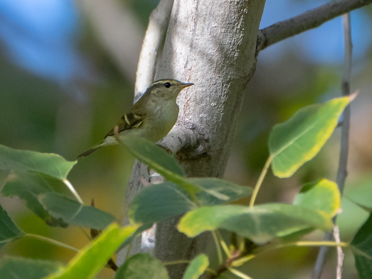 黃眉柳鶯 - ML645545924