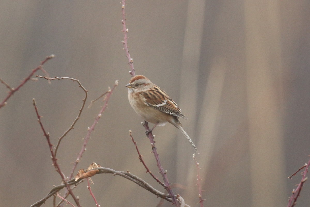 Пасовник північний - ML645545929