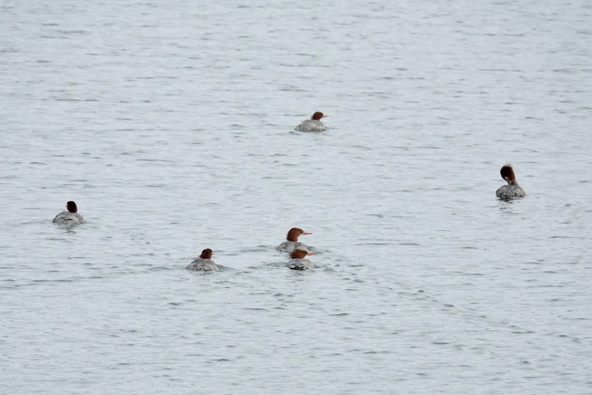 morčák velký - ML645545931