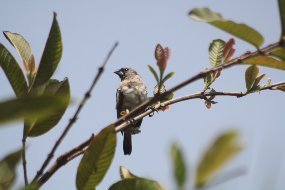 Bronze Mannikin - ML645545932