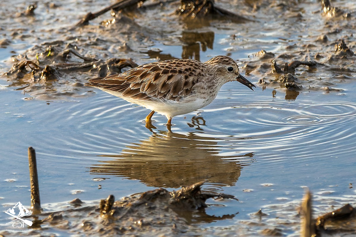 Long-toed Stint - ML645545933