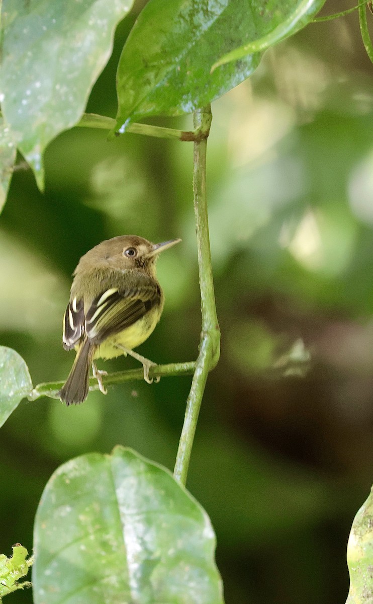 Kaempfer's Tody-Tyrant - ML645545934