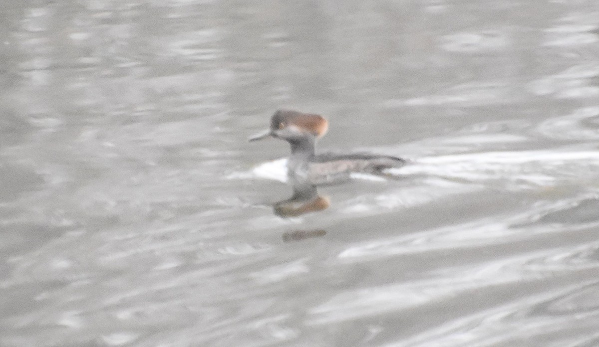 morčák chocholatý - ML645545937