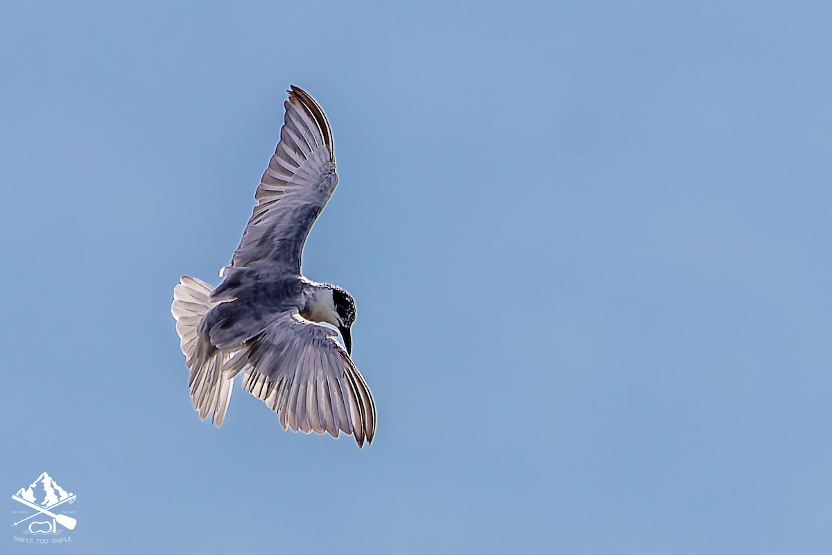 rybák bahenní - ML645545938