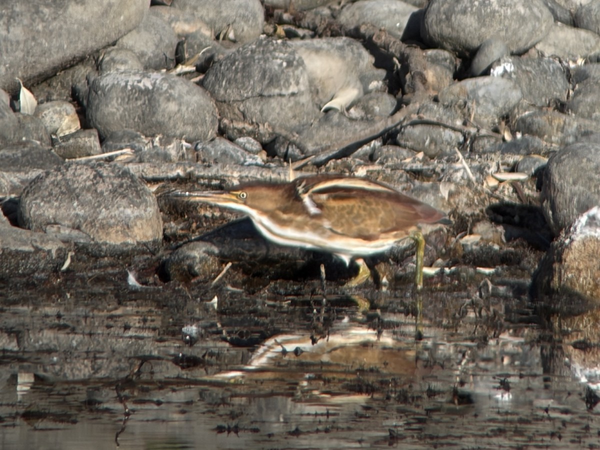 bukáček americký - ML645545939