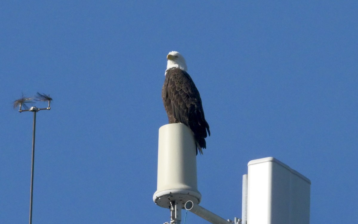 orel bělohlavý - ML645545940