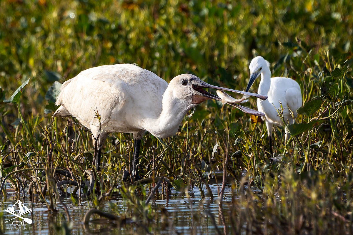 Eurasian Spoonbill - ML645545944