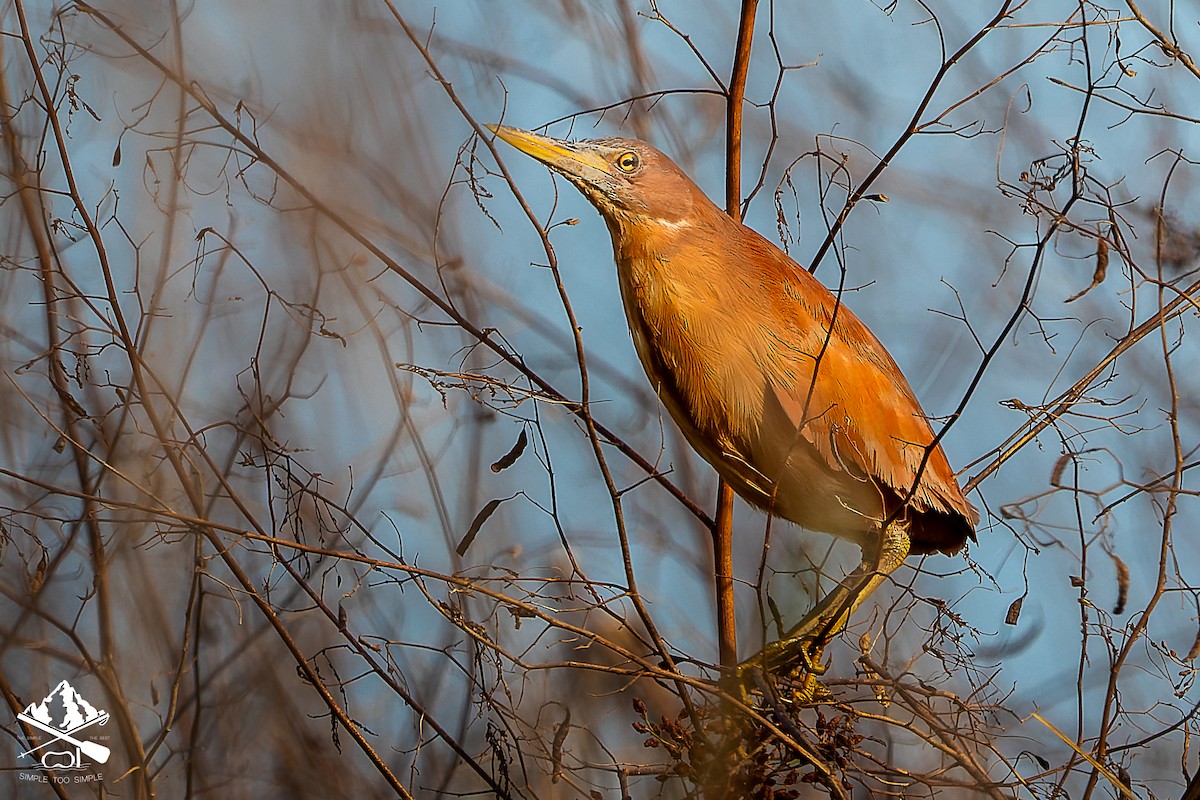 bukáček skořicový - ML645545948