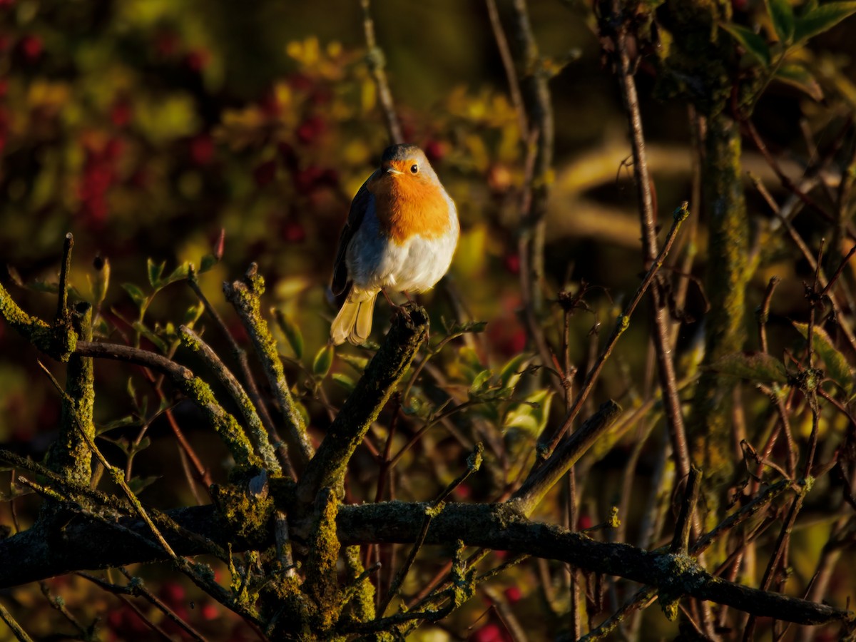 červenka obecná - ML645545949