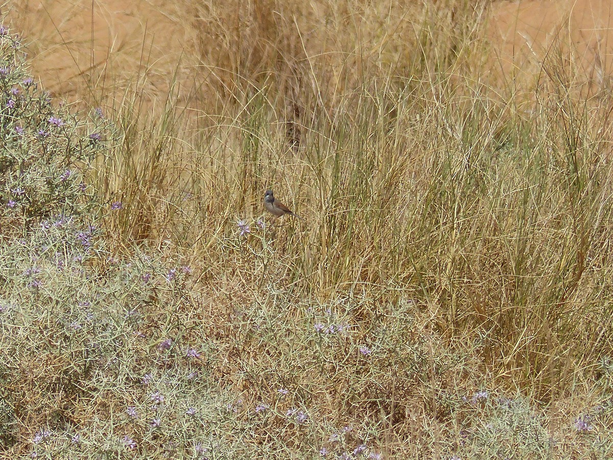 pěnice brýlatá - ML645545951