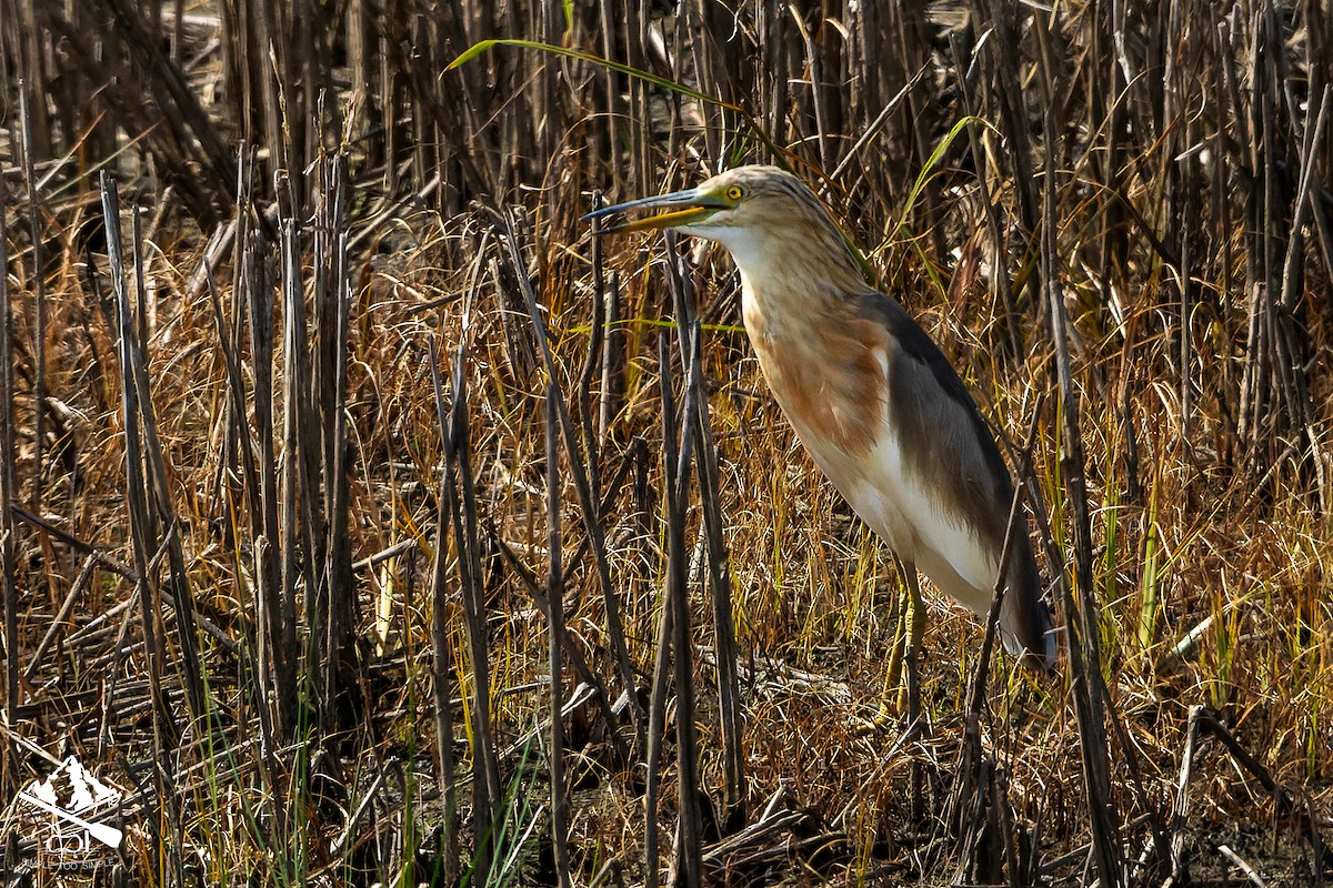 volavka nádherná - ML645545955