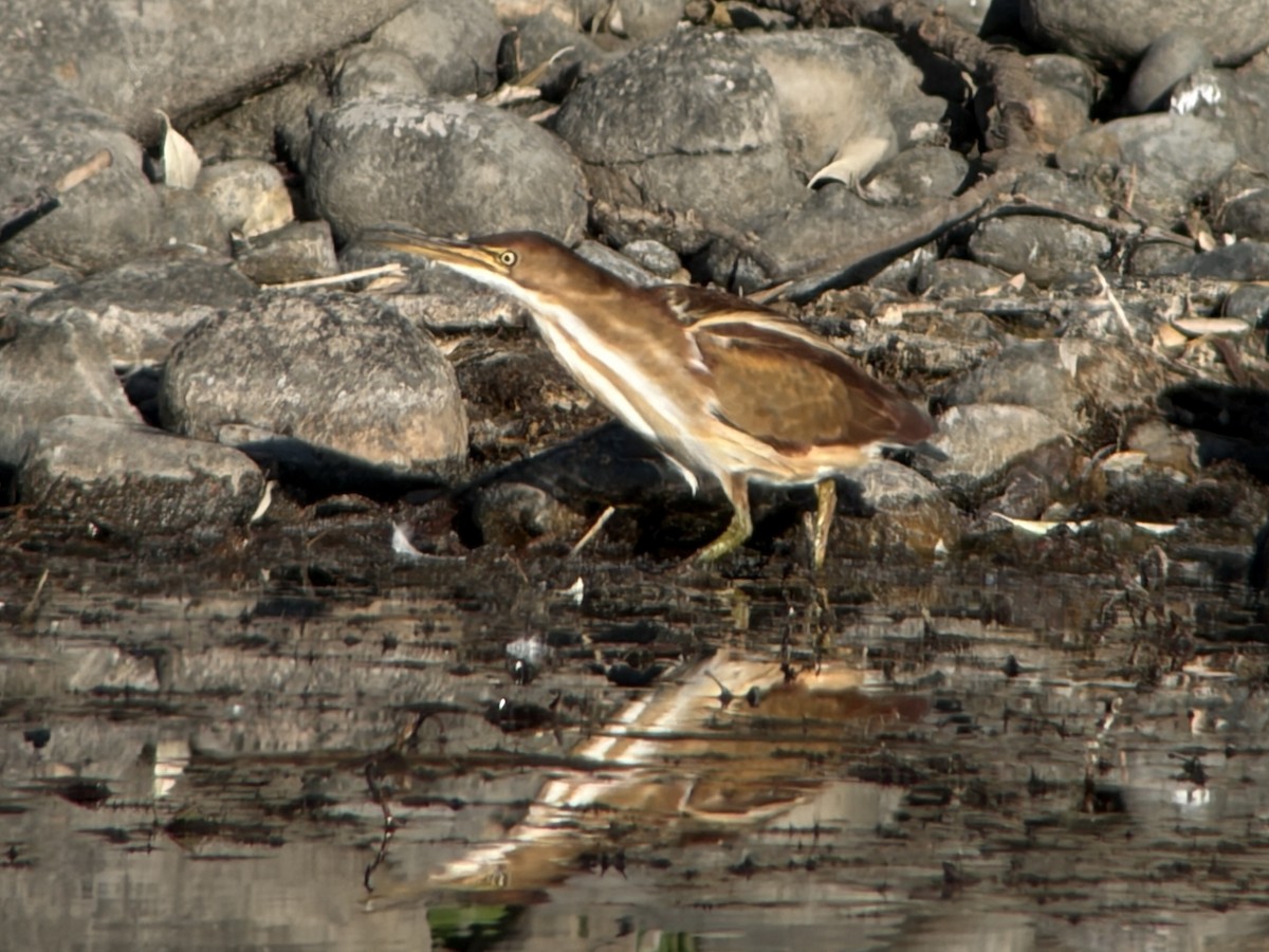 bukáček americký - ML645545956