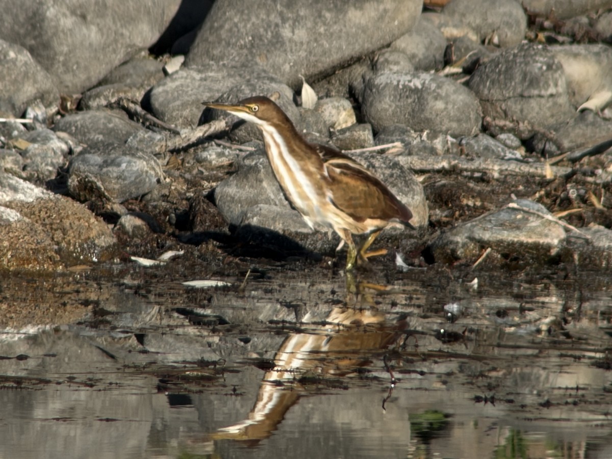 bukáček americký - ML645545958