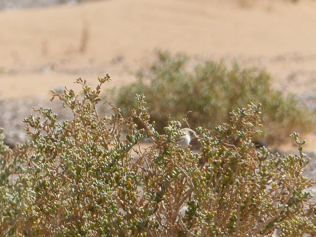 pěnice pouštní - ML645545960