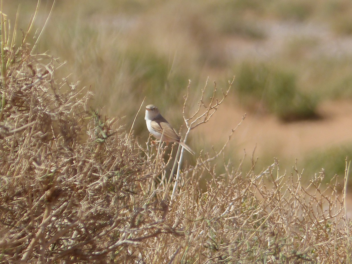 pěnice pouštní - ML645545961