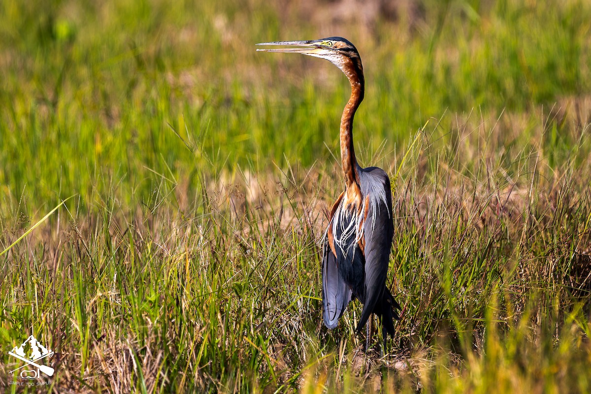 volavka červená - ML645545962