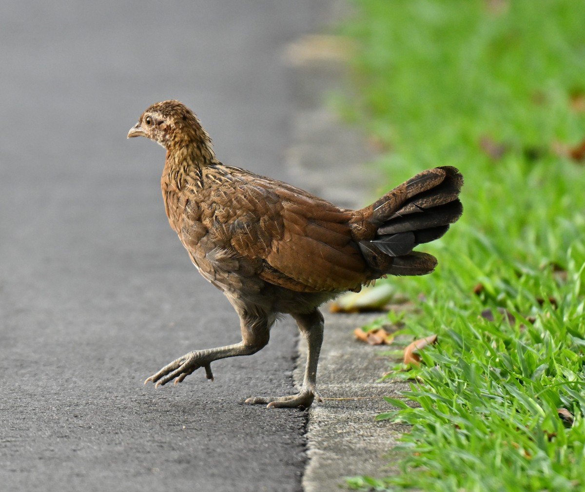 kur domácí - ML645545964