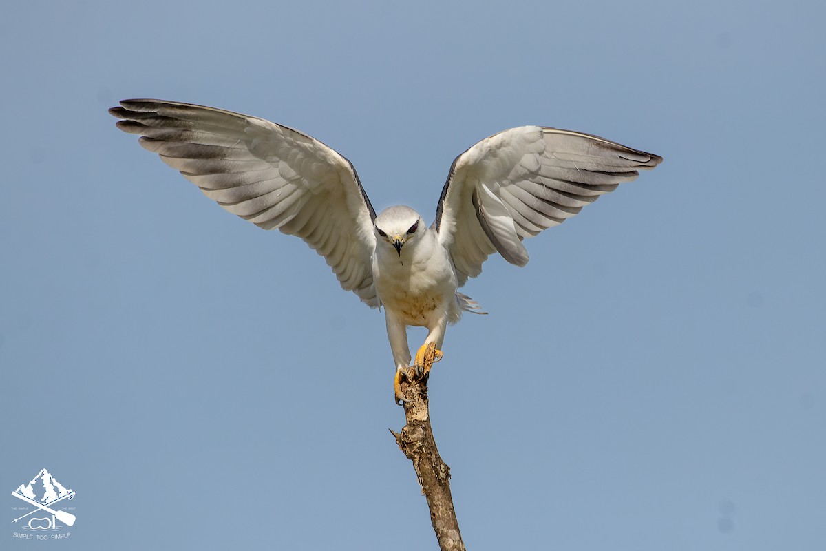 luněc šedý - ML645545966