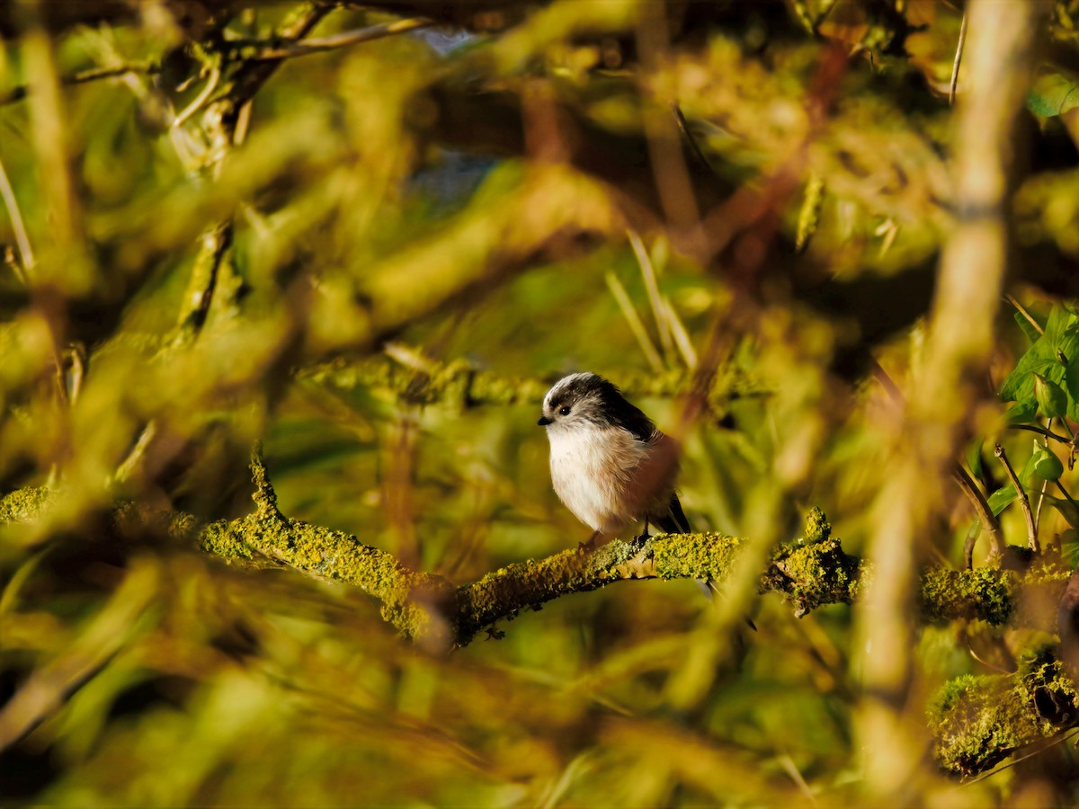 mlynařík dlouhoocasý - ML645545967