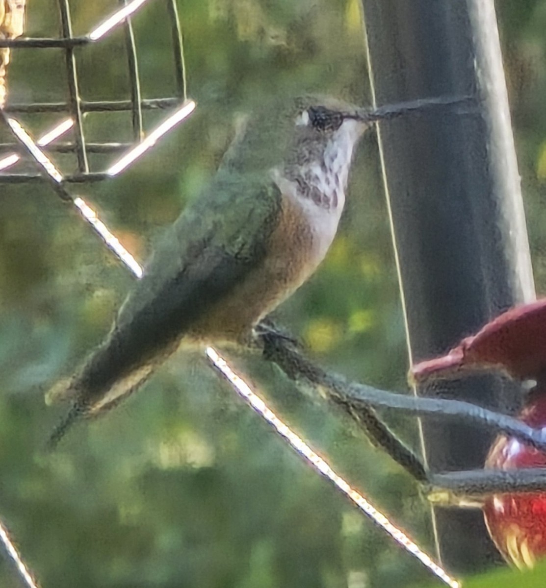 Rufous Hummingbird - ML645545968