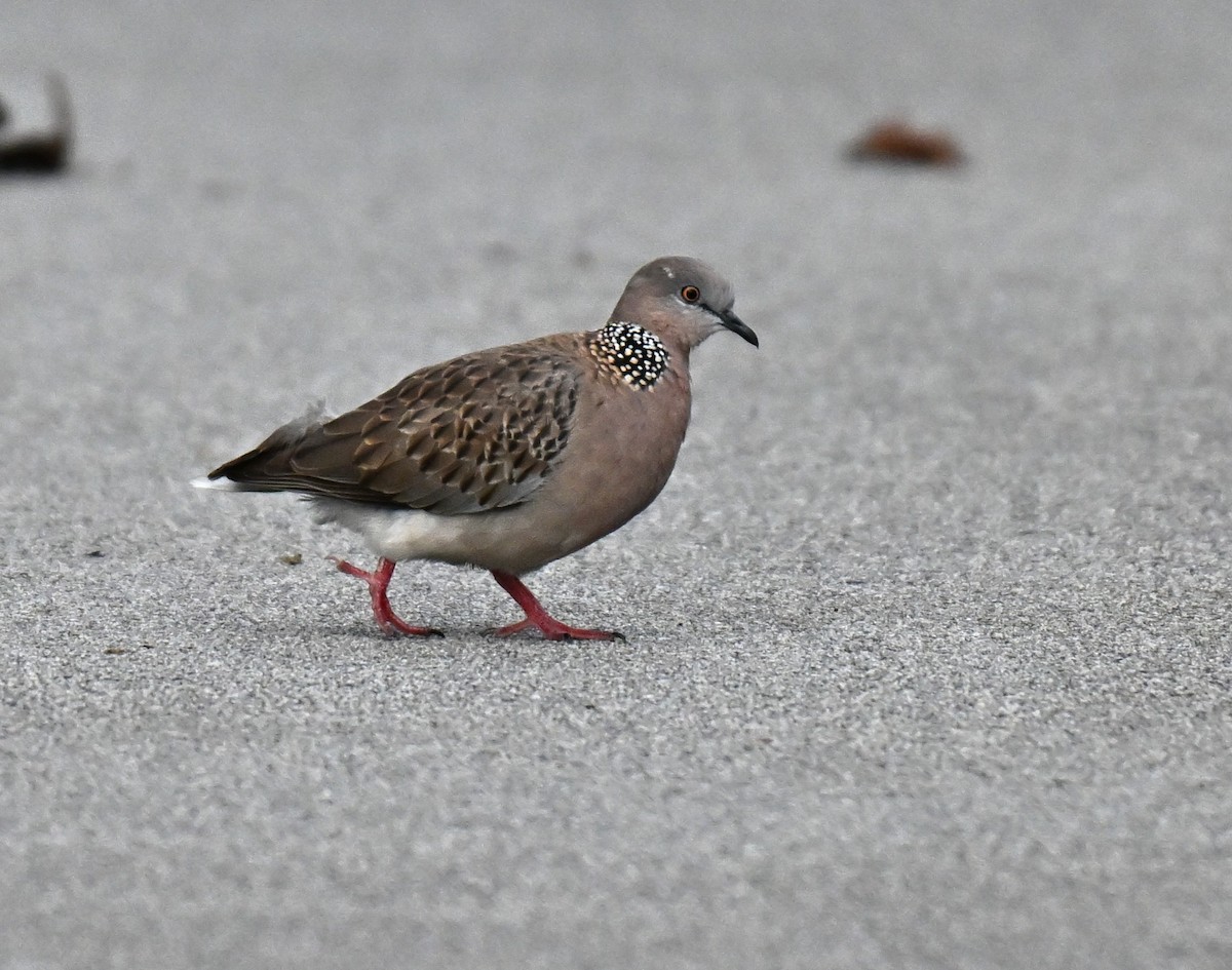 hrdlička kropenatá - ML645545969