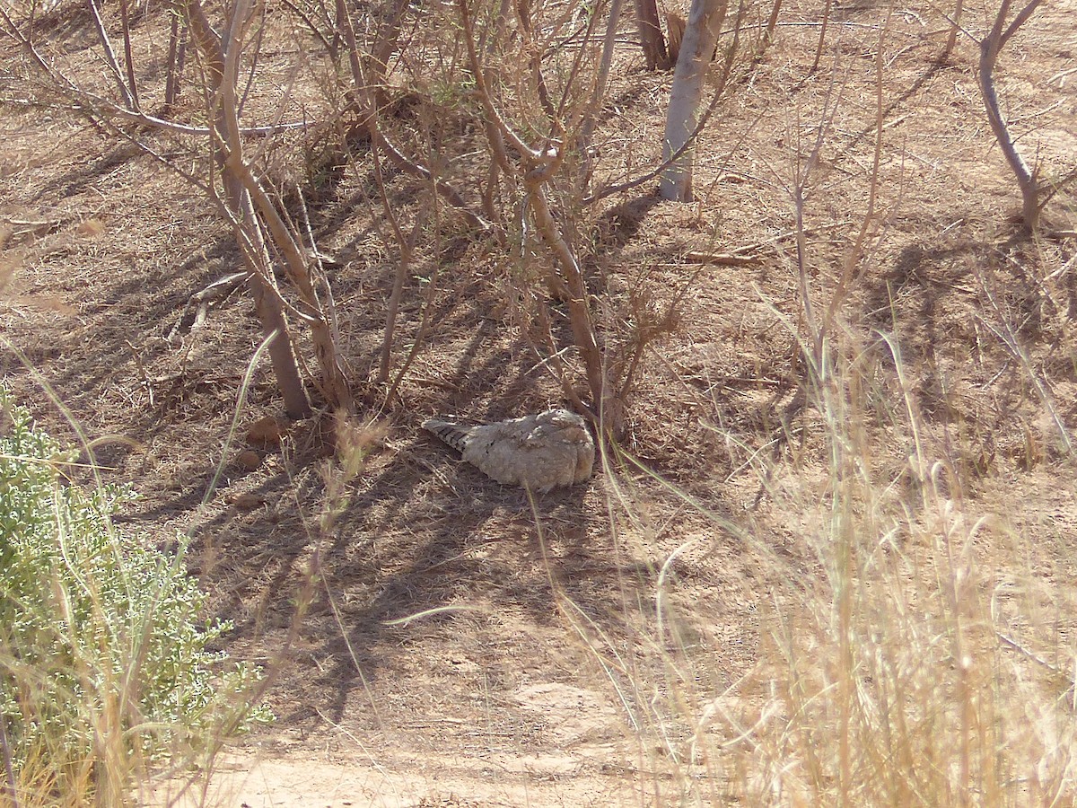 lelek světlý - ML645545970