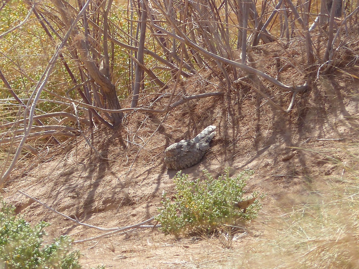 lelek světlý - ML645545971