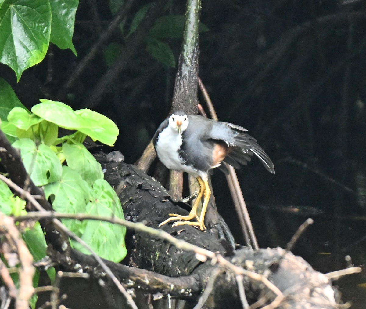 chřástal běloprsý - ML645545972