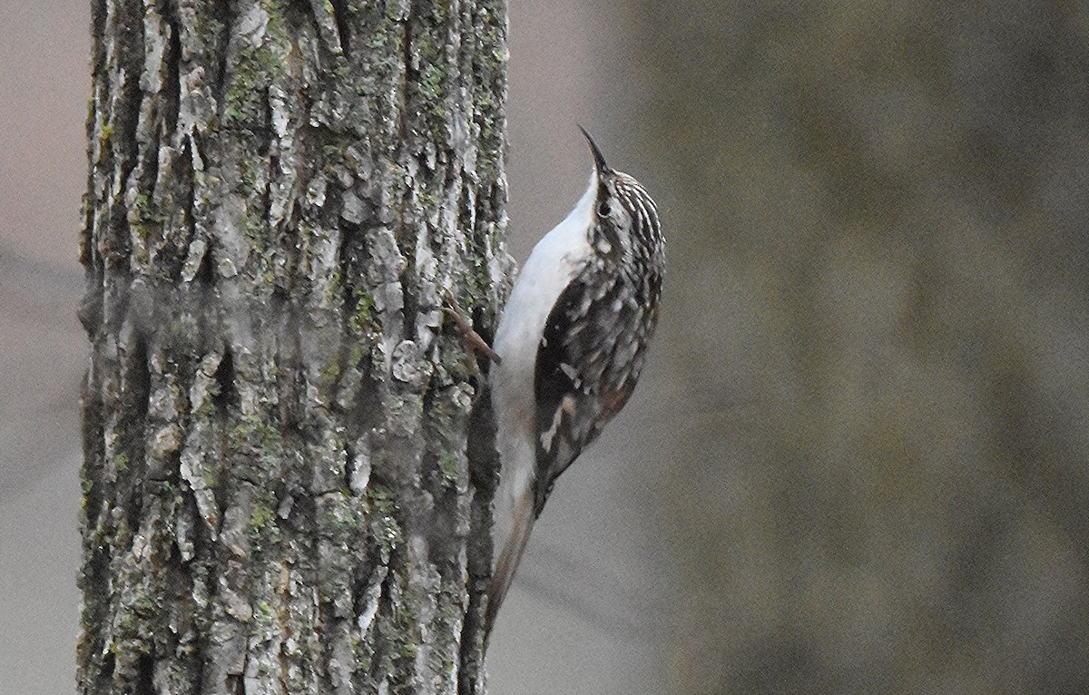 šoupálek americký - ML645545973