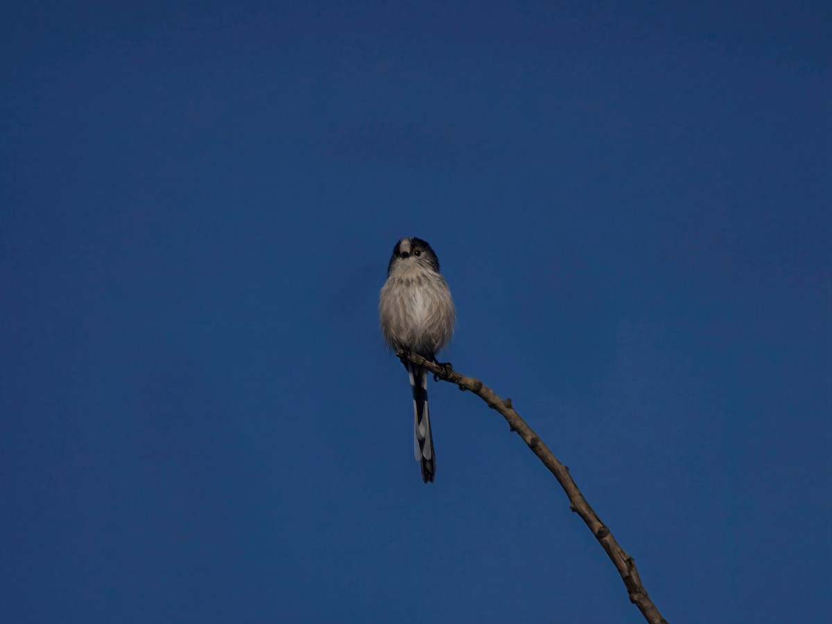 mlynařík dlouhoocasý - ML645545975