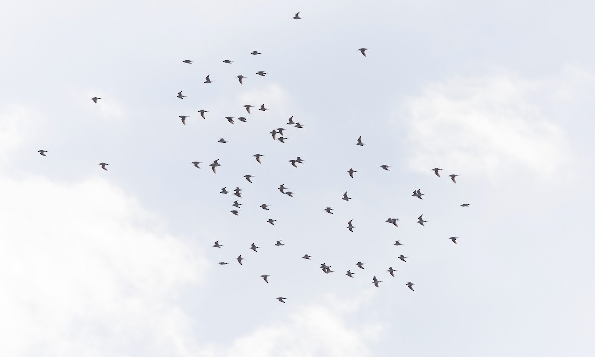 vodouš bahenní - ML645545977