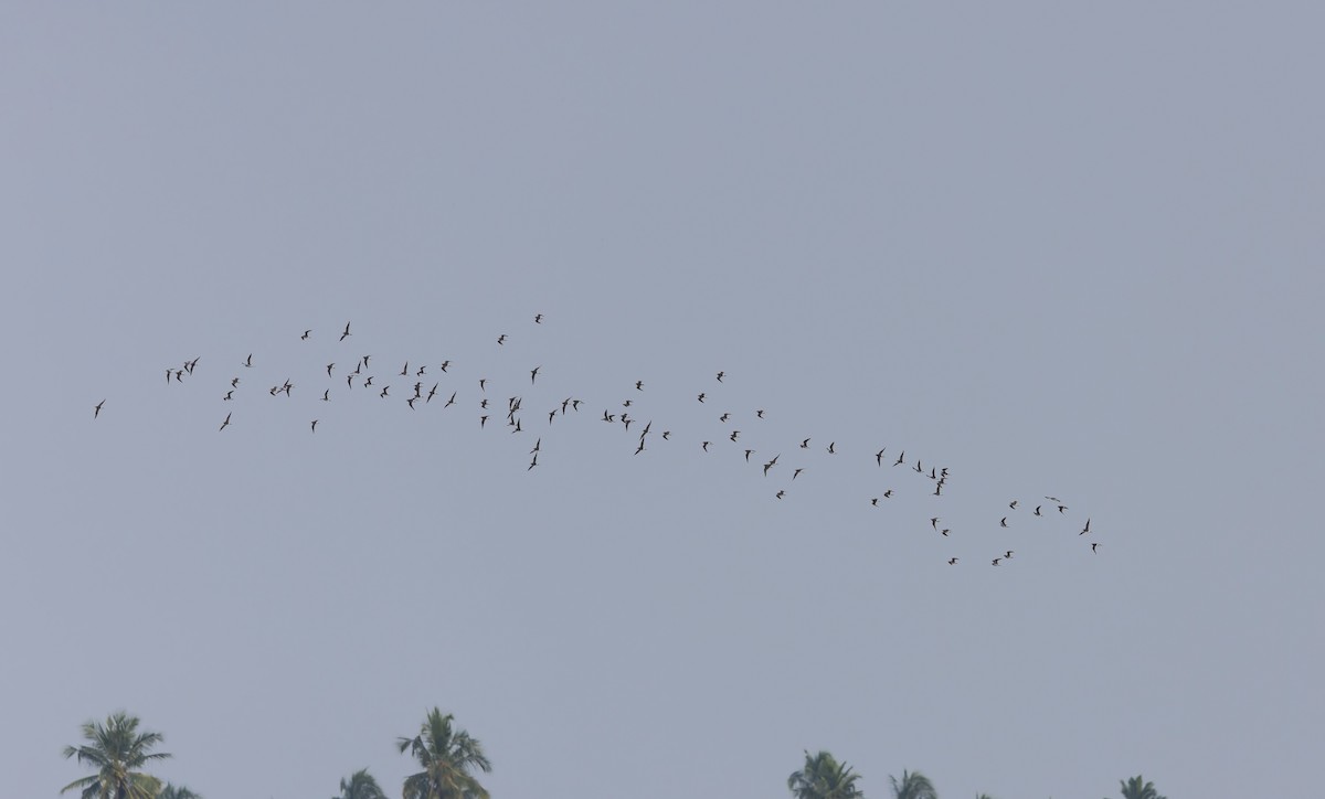 vodouš bahenní - ML645545978